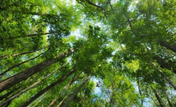 Jagalah Hutan Seblum Terlambat